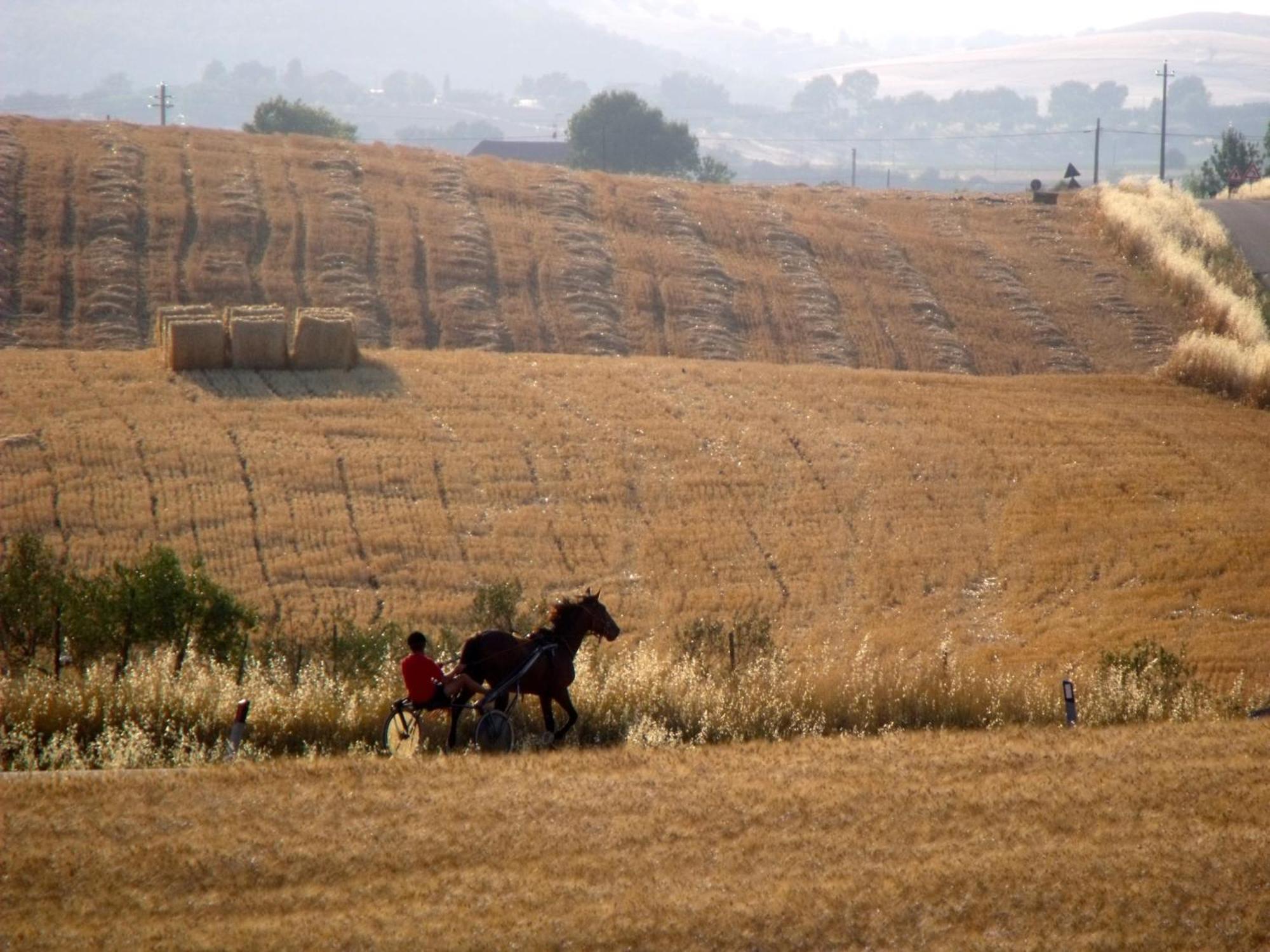 Agriturismo Il Raduno - Max Lelli Marsiliana Buitenkant foto